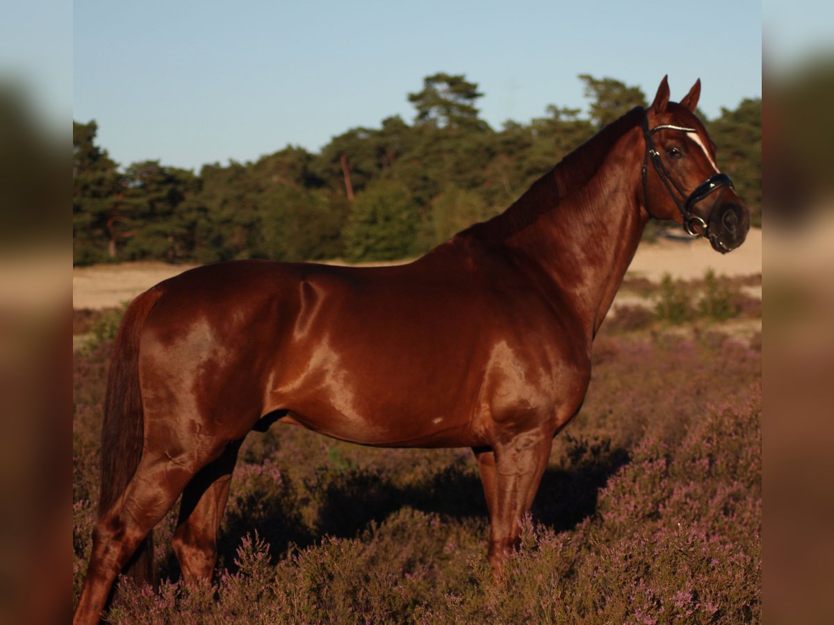 KWPN Étalon 8 Ans 173 cm Alezan brûlé in Schoonrewoerd