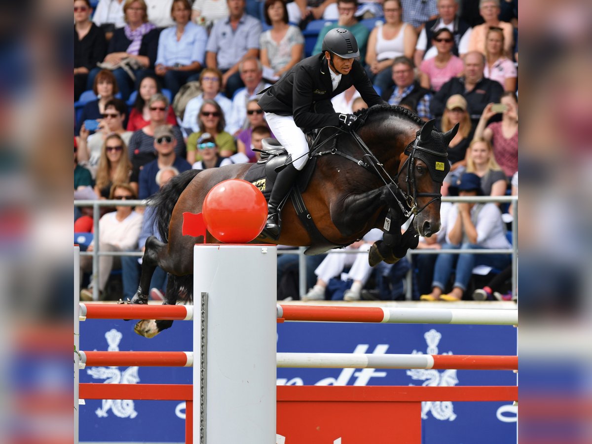 KWPN Étalon in Klein Offenseth-Sparrieshoop