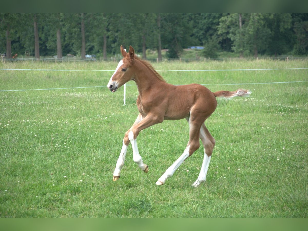 KWPN Étalon  165 cm Alezan in Overasselt