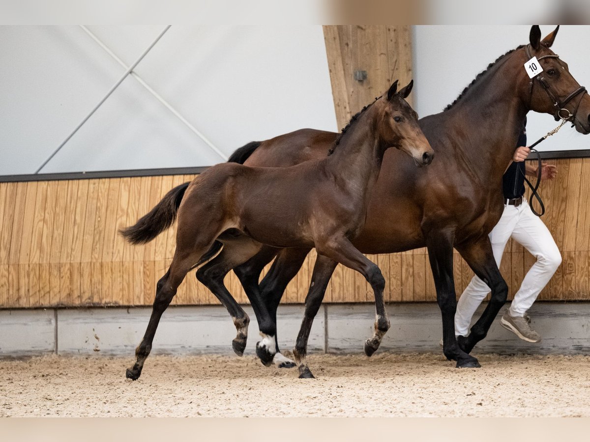 KWPN Étalon Poulain (03/2025) 168 cm Bai brun in Amstelveen