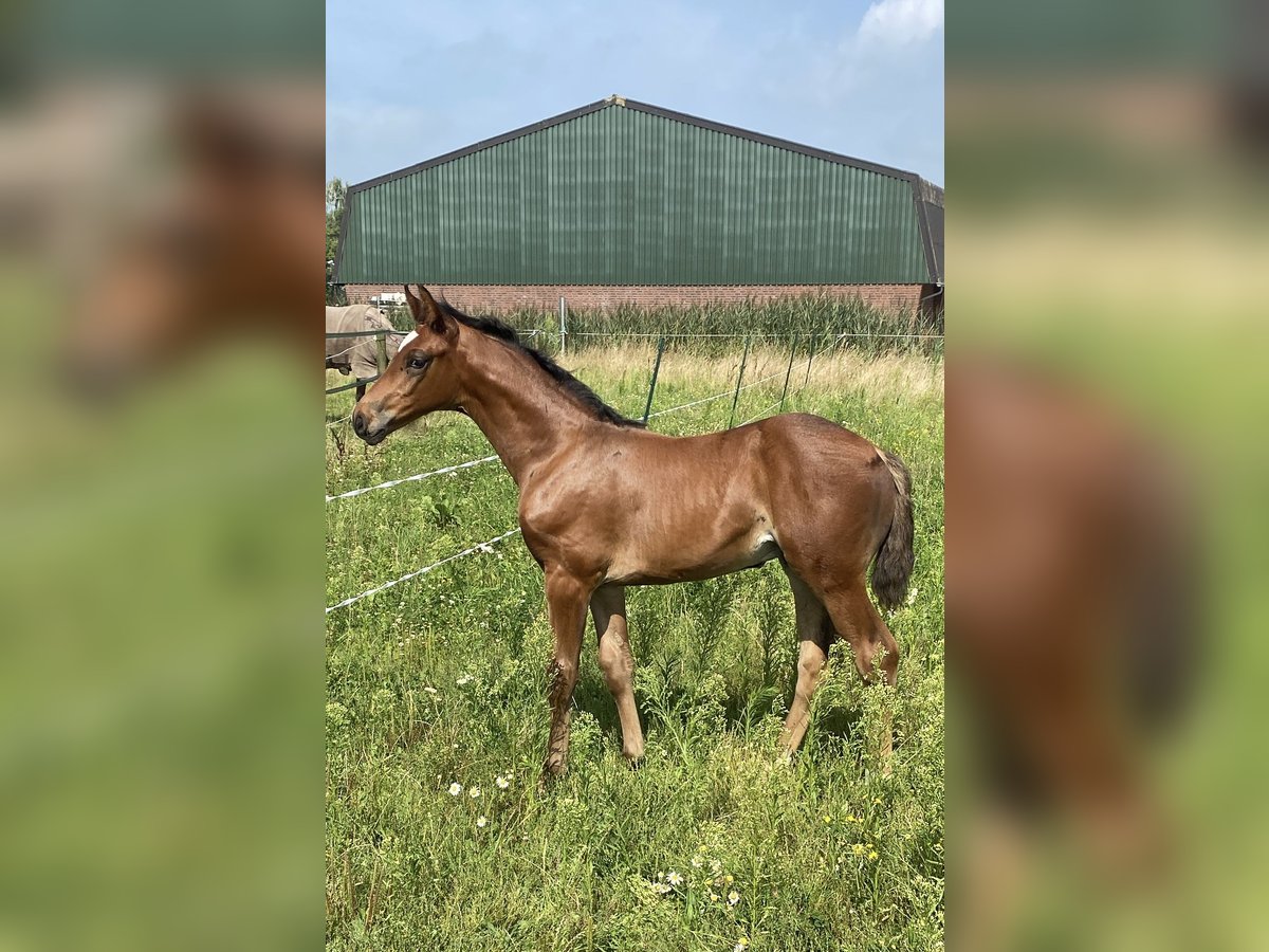 KWPN Étalon  170 cm Bai brun in Veghel