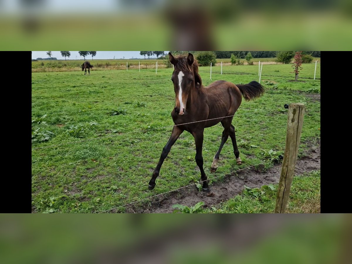 KWPN Étalon Poulain (04/2024) 170 cm Bai brun in Eexterveen