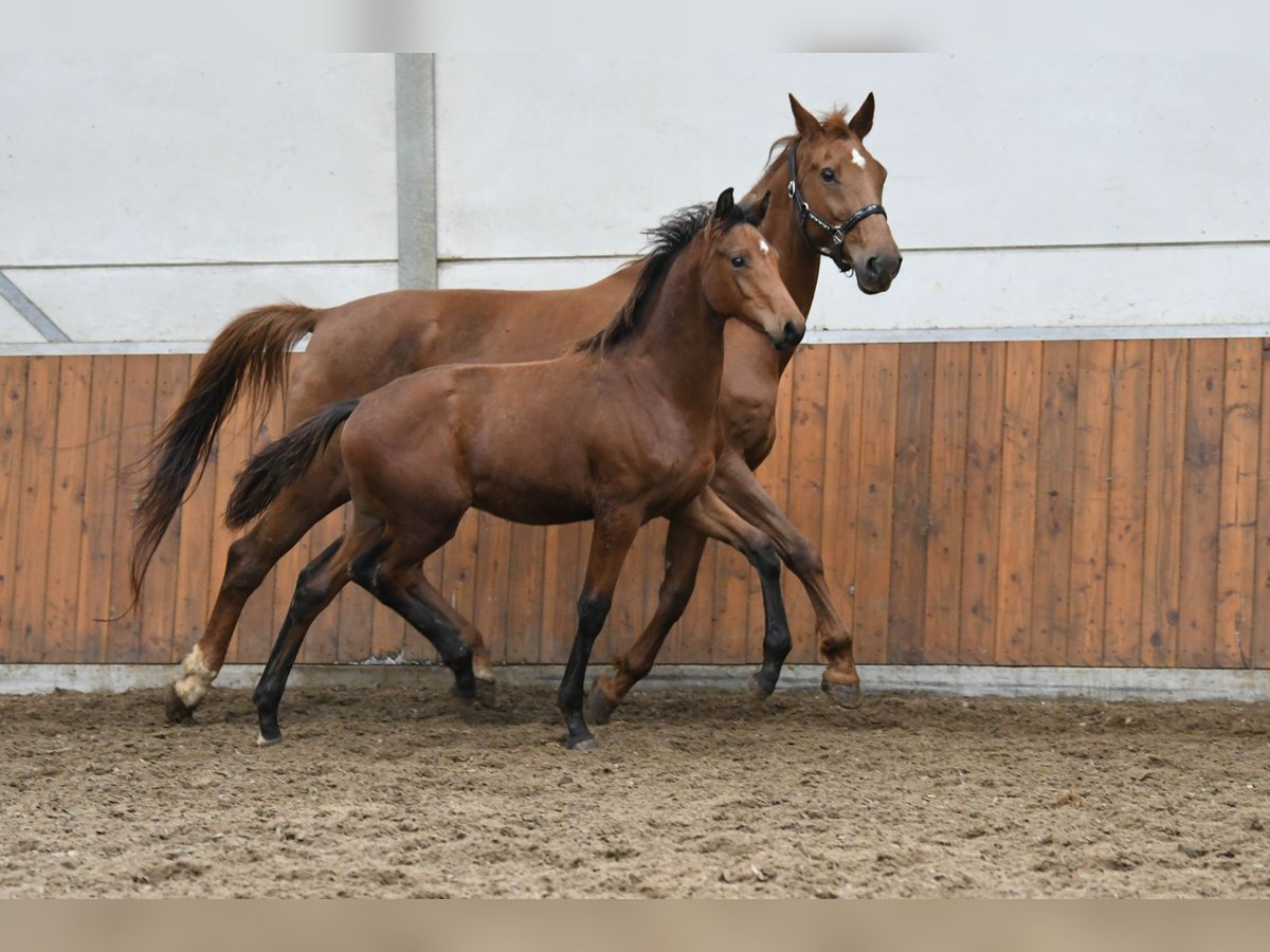 KWPN Étalon Poulain (04/2024) 170 cm Bai in Mijnsheerenland