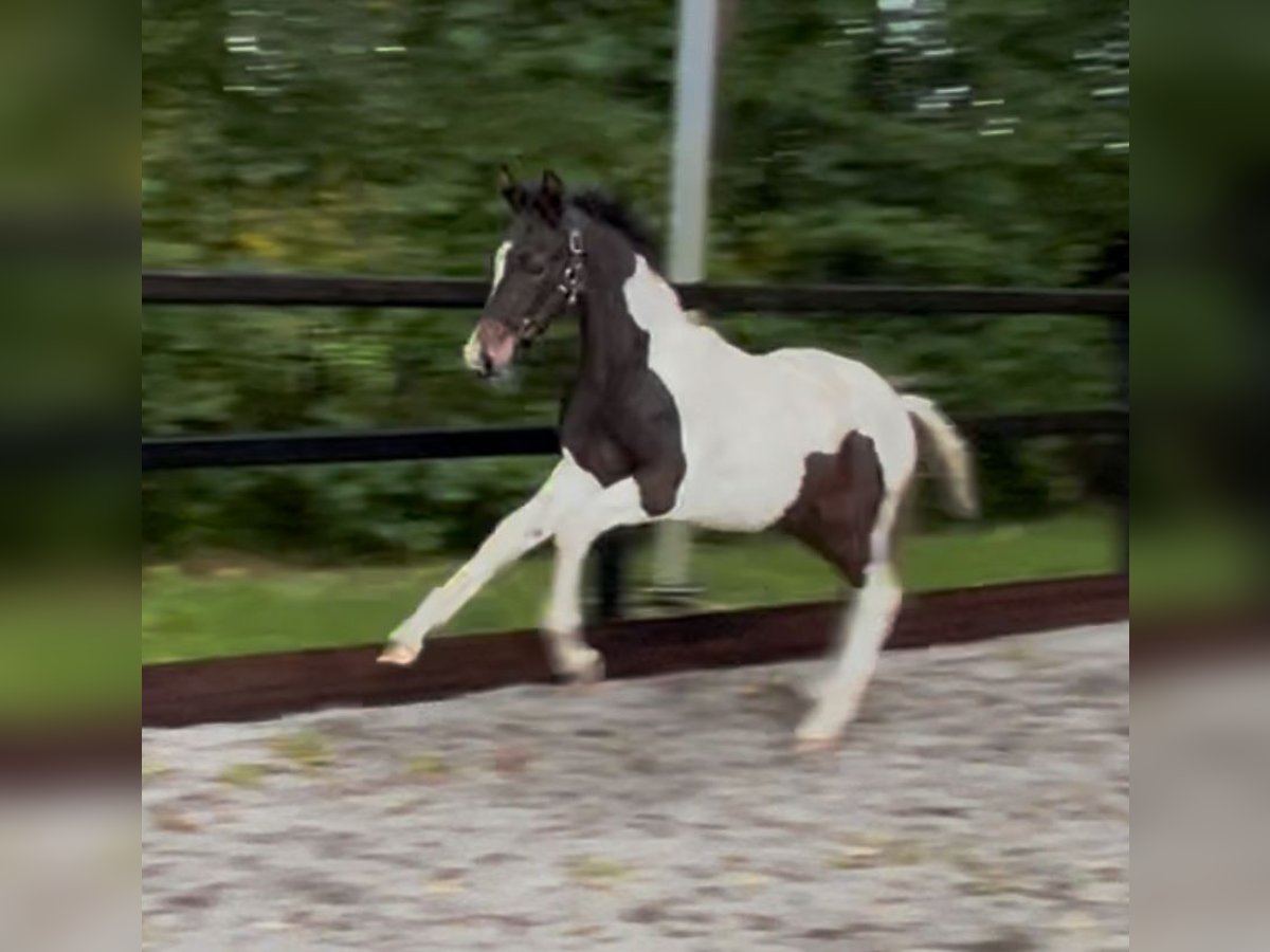 KWPN Étalon Poulain (06/2025) 170 cm Pinto in Siddeburen