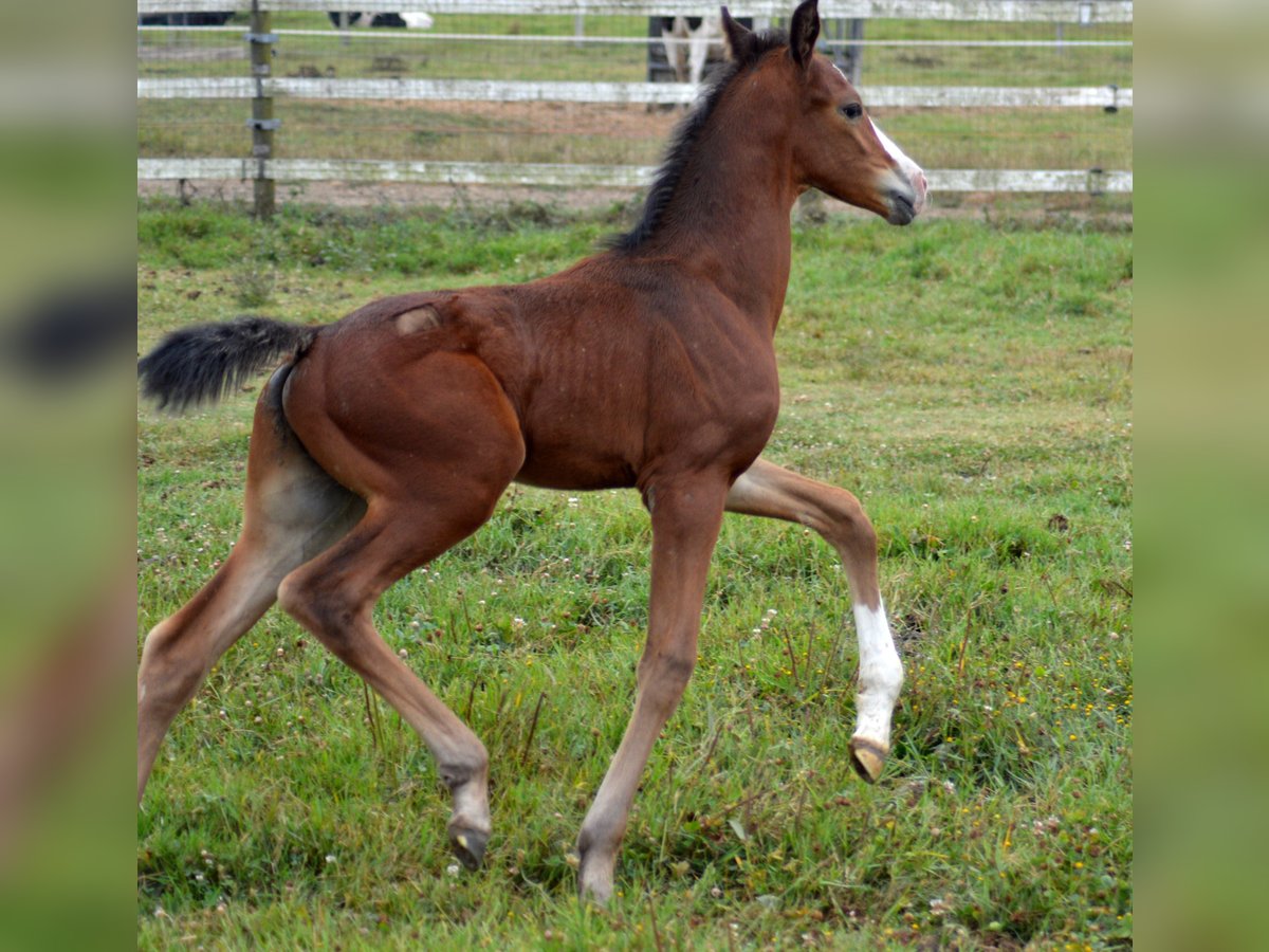 KWPN Étalon Poulain (08/2024) 175 cm Léopard in Murtosa