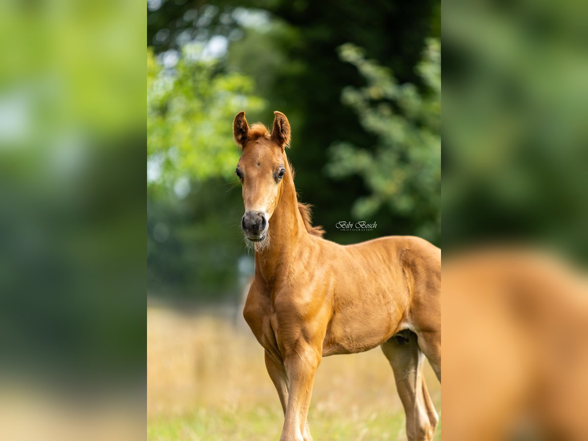 KWPN Étalon Poulain (06/2025) Alezan in Zeeland