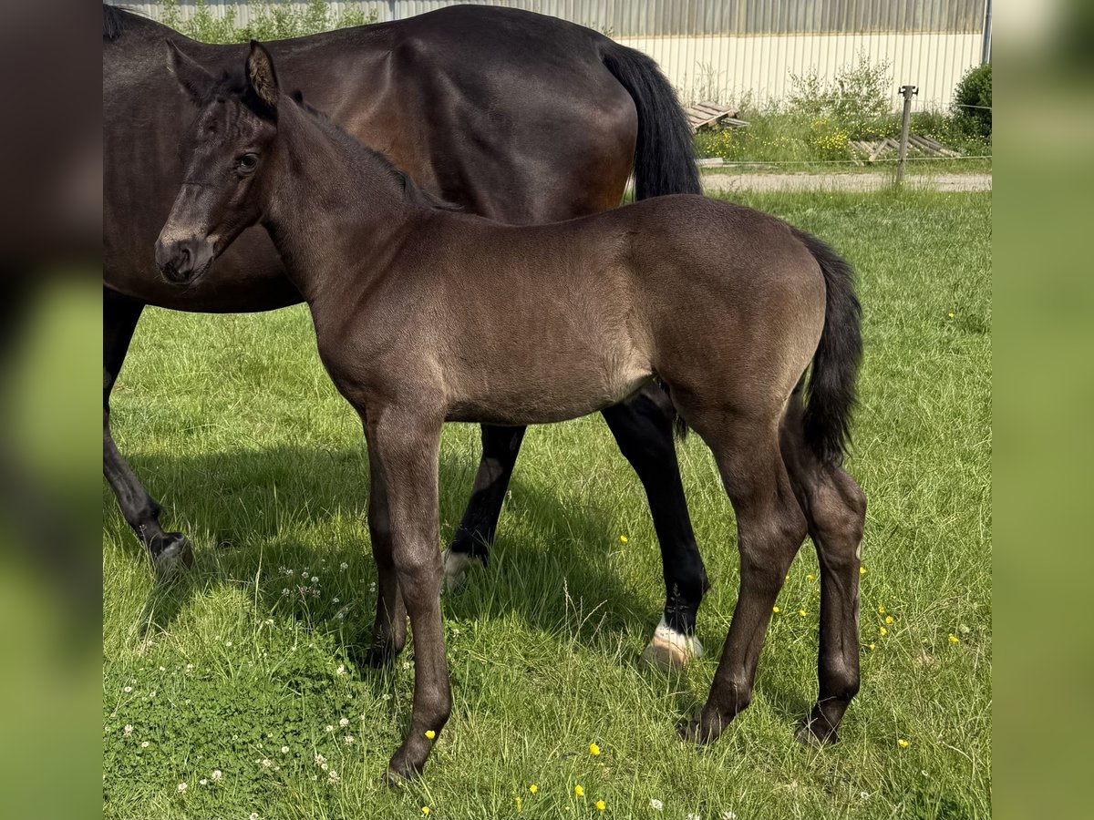 KWPN Étalon  Bai brun in Heinzenbach