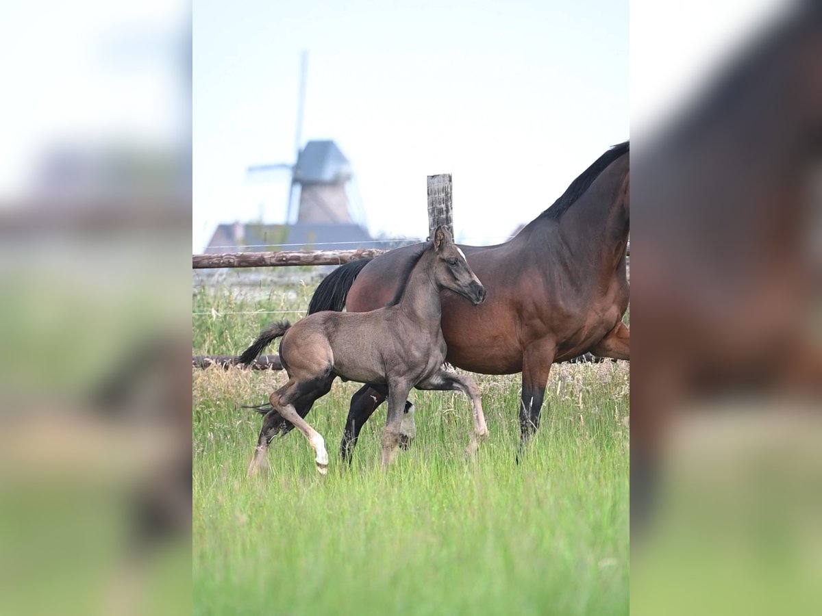 KWPN Étalon Poulain (04/2024) Bai brun in Dilsen Stokkem