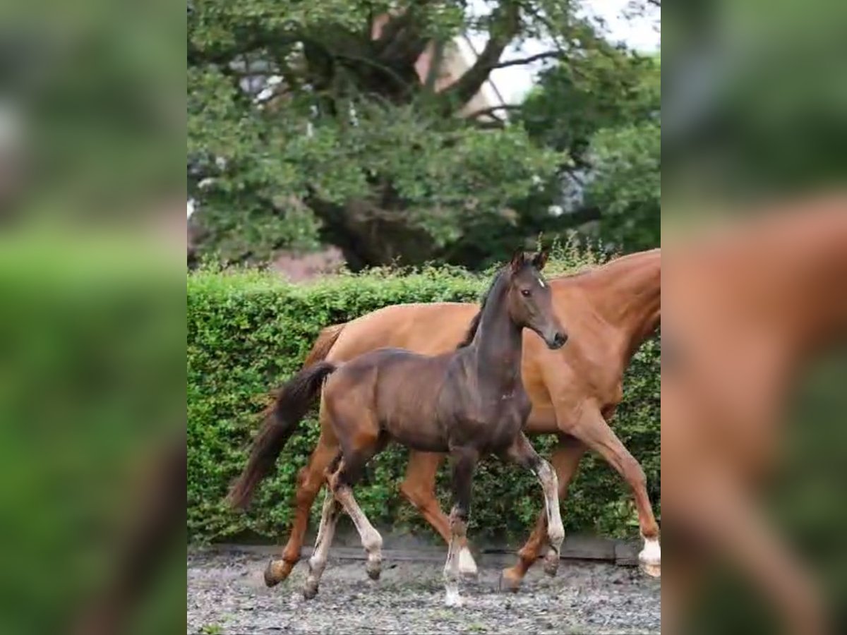 KWPN Étalon Poulain (05/2024) Bai brun in Hazerswoude-Dorp