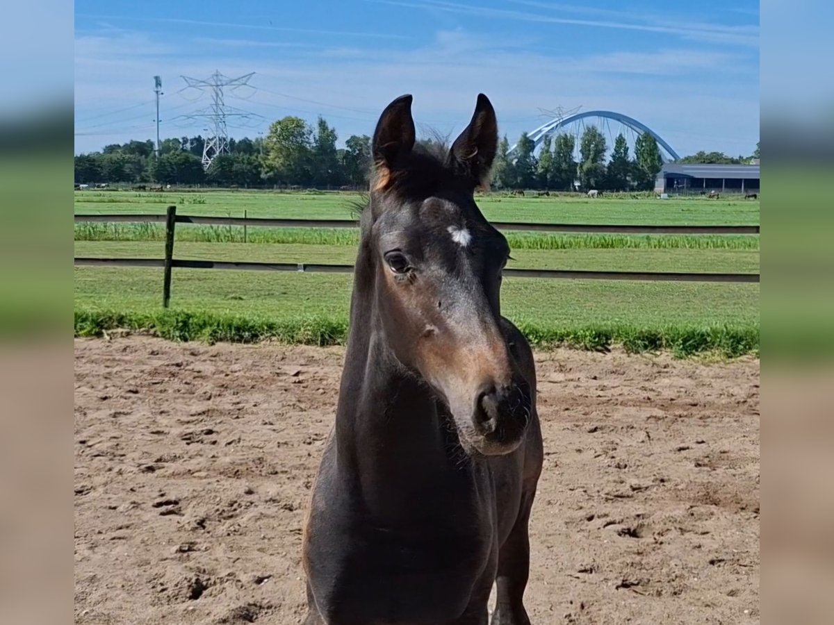 KWPN Étalon Poulain (05/2025) Bai brun in Muiderberg