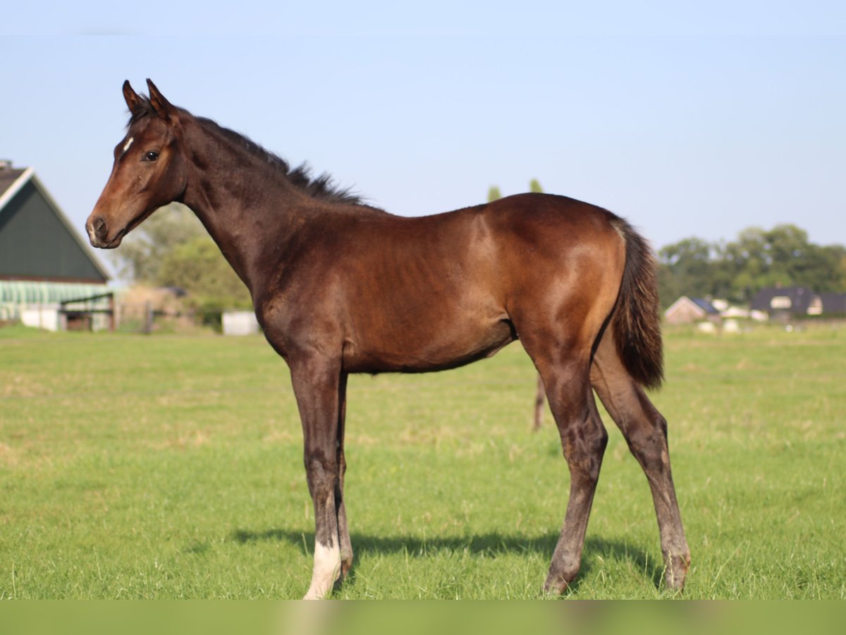 KWPN Étalon Poulain (04/2024) Bai brun in GROTE-BROGEL