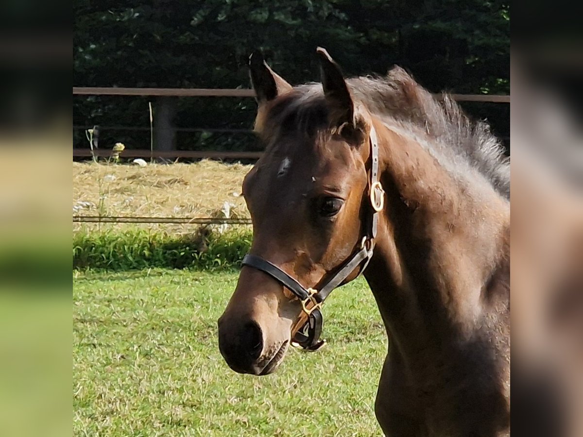 KWPN Étalon Poulain (05/2024) Bai brun foncé in Hummelo