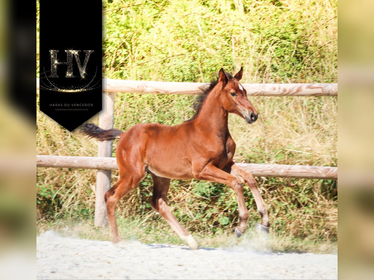 KWPN Étalon Poulain (01/2025) Bai in Marly-sous-Issy