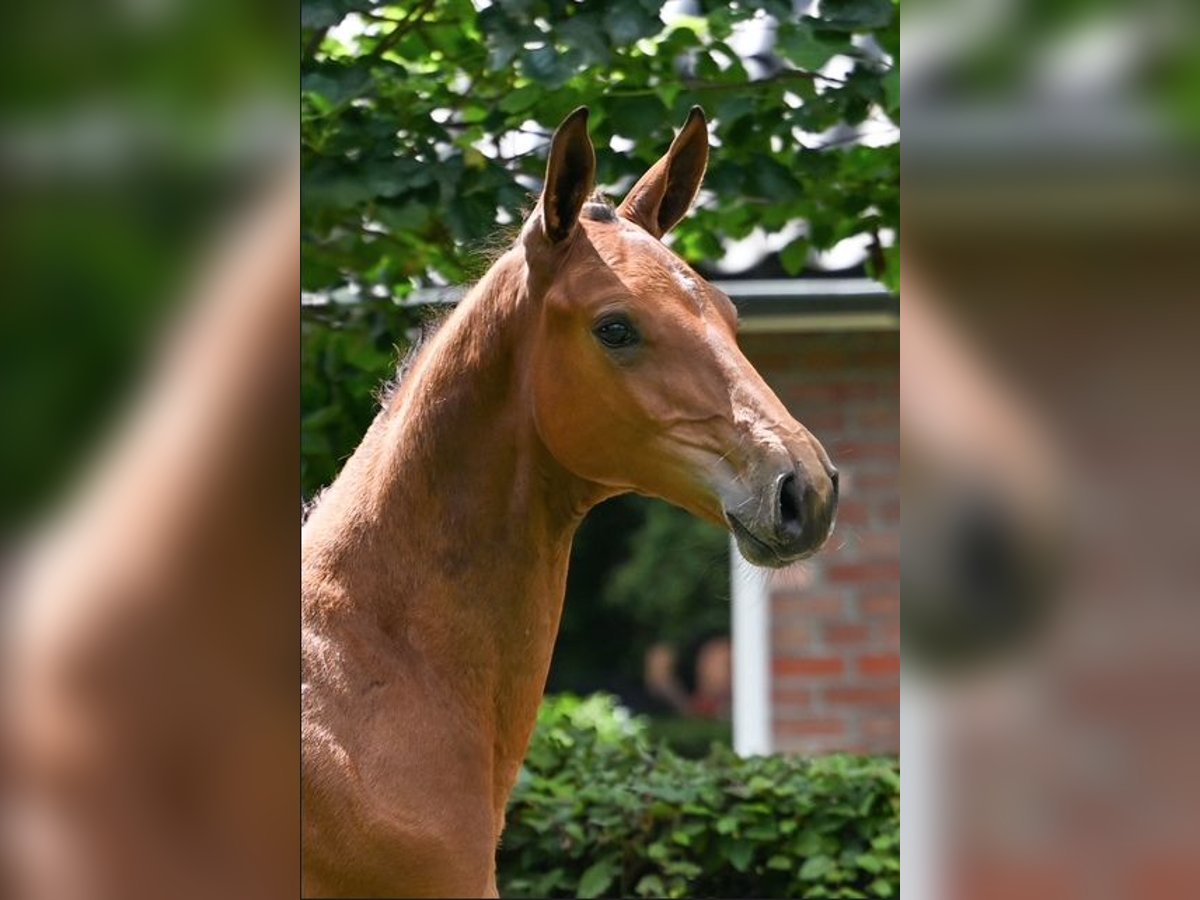 KWPN Étalon Poulain (05/2025) Bai in Zweeloo