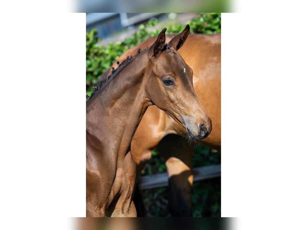 KWPN Étalon Poulain (05/2025) Bai in Heerde
