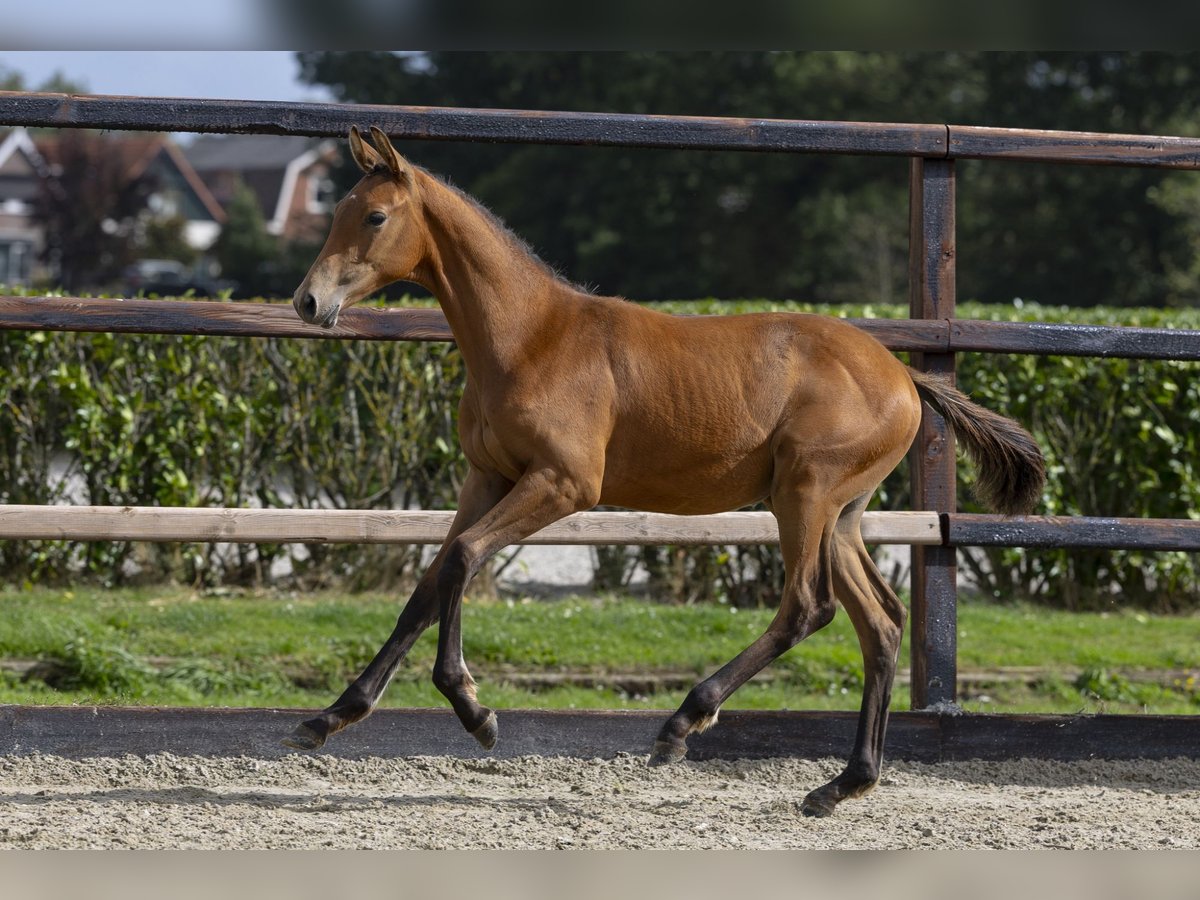 KWPN Étalon Poulain (04/2025) Bai in Waddinxveen