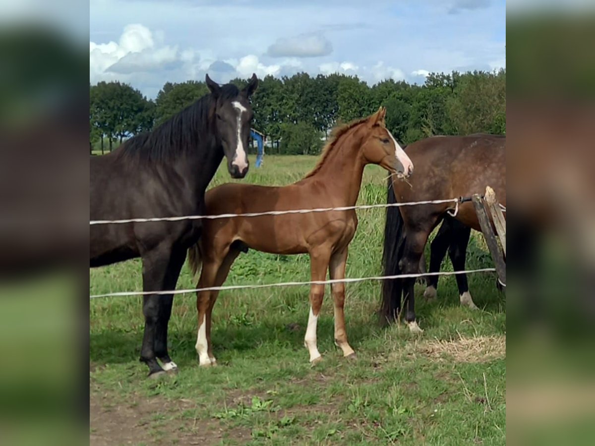 KWPN Étalon  in Leerdam