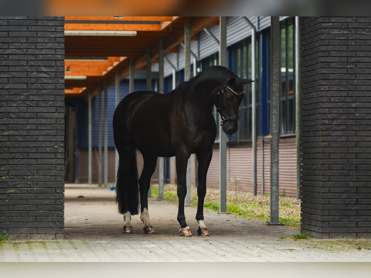 KWPN Gelding 10 years 16,1 hh Black in Zutphen