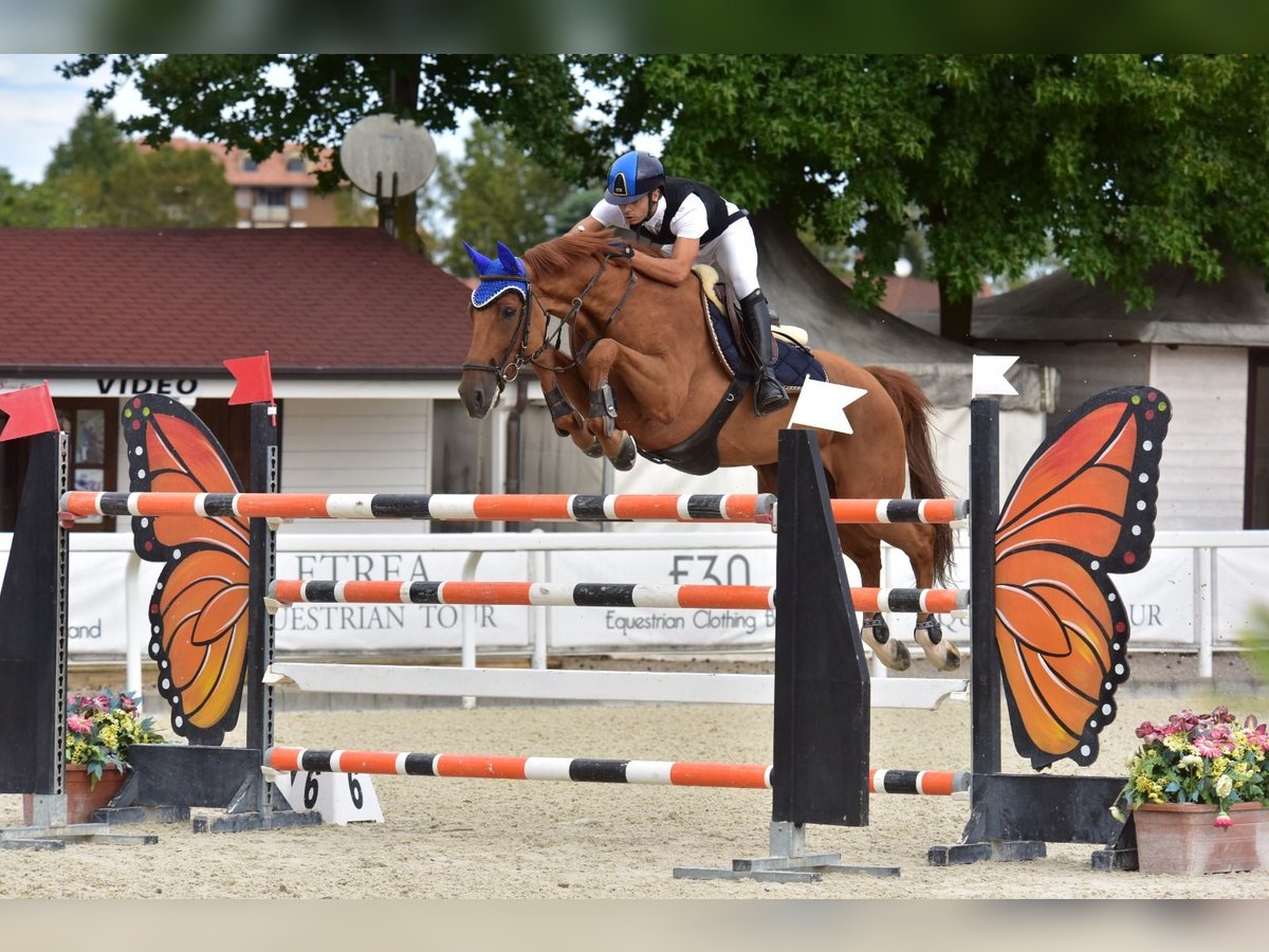 KWPN Gelding 10 years 16,1 hh Chestnut-Red in Milano