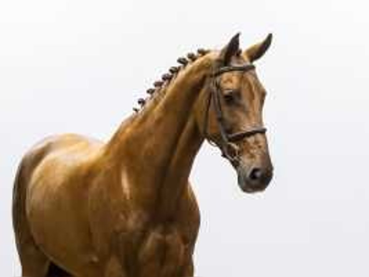 KWPN Gelding 10 years 16,1 hh Chestnut-Red in Waddinxveen