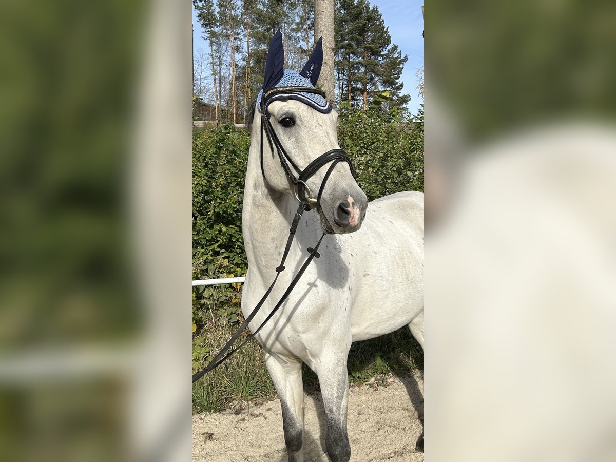 KWPN Gelding 10 years 16,1 hh Gray in Pelmberg