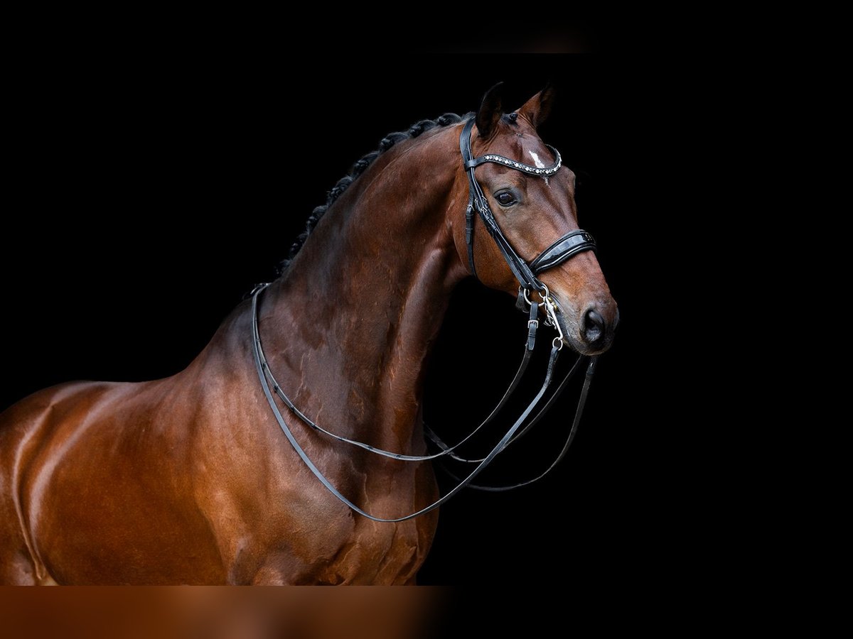 KWPN Gelding 10 years 16,2 hh Bay-Dark in Kwadijk