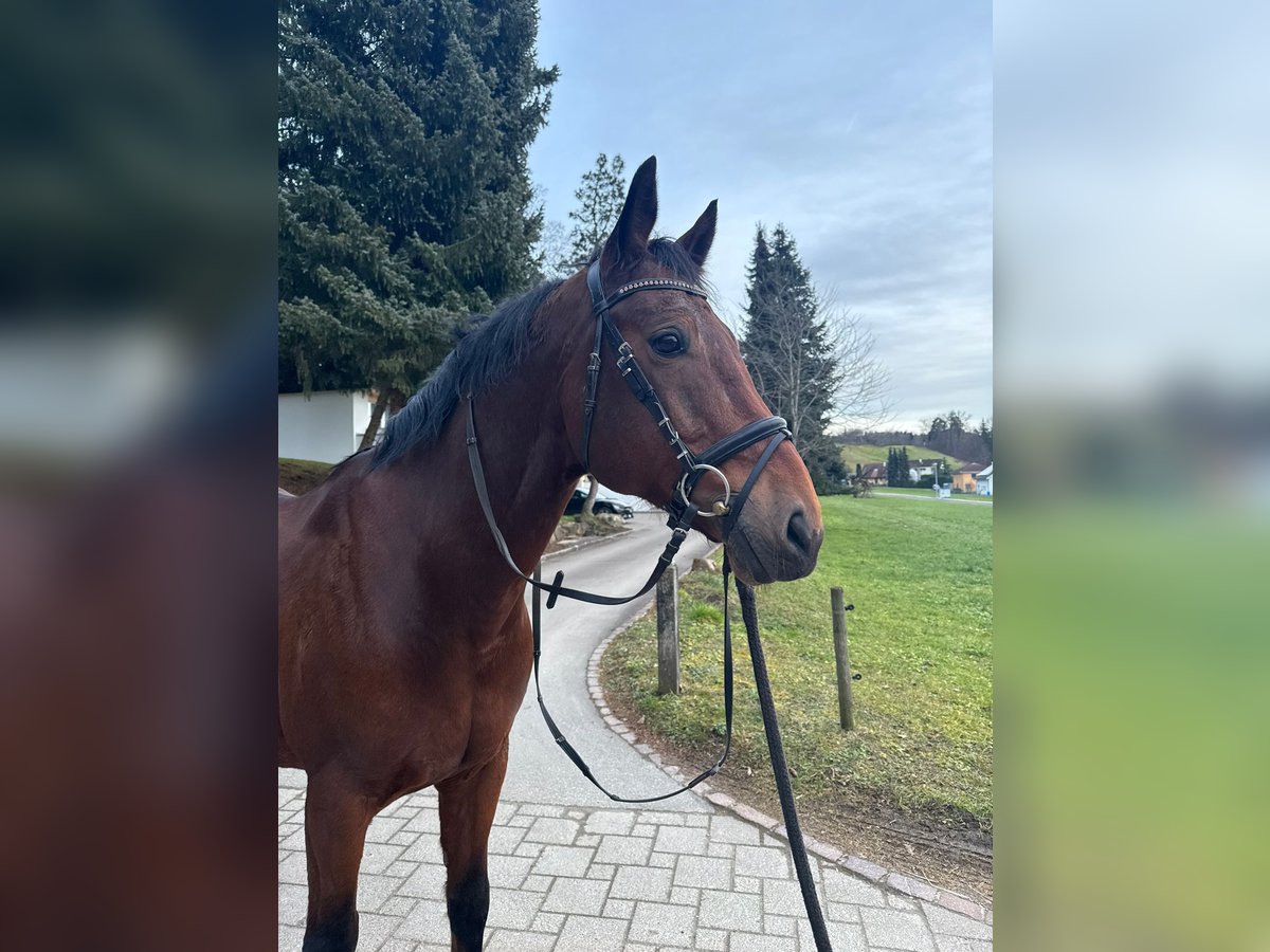 KWPN Gelding 10 years 16 hh Brown in Kradolf