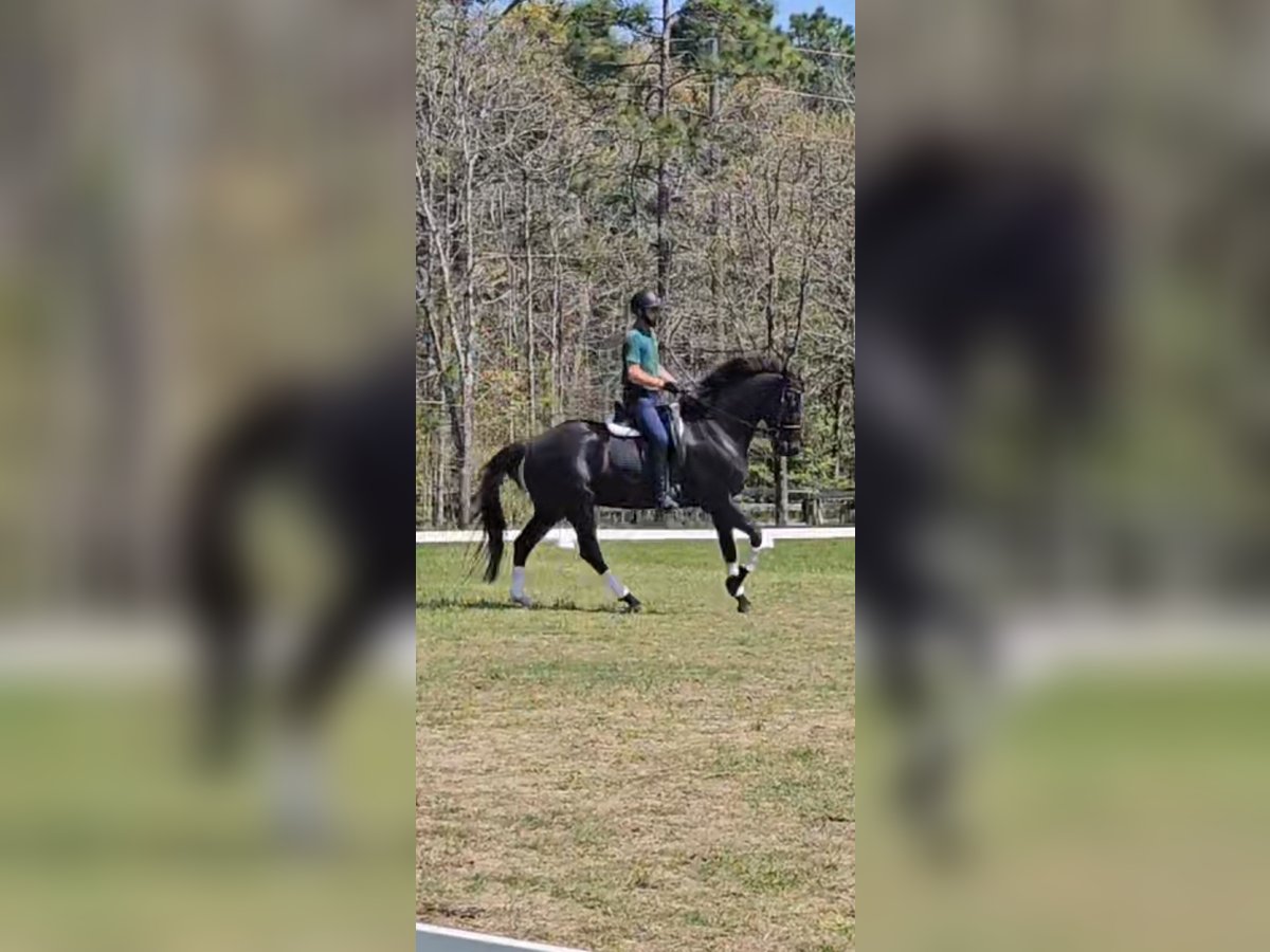 KWPN Gelding 10 years 16,1 hh Black in Aiken