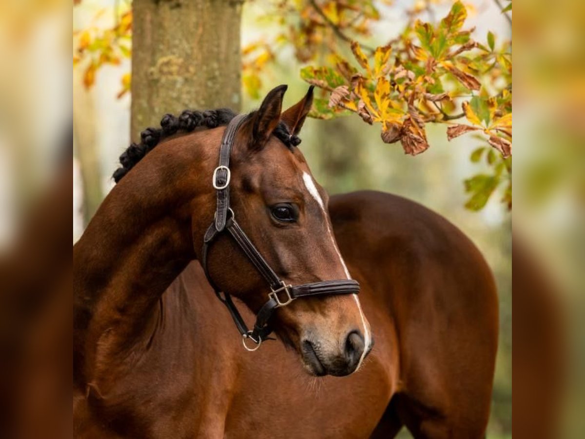 KWPN Gelding 10 years 16,1 hh Brown in Trier