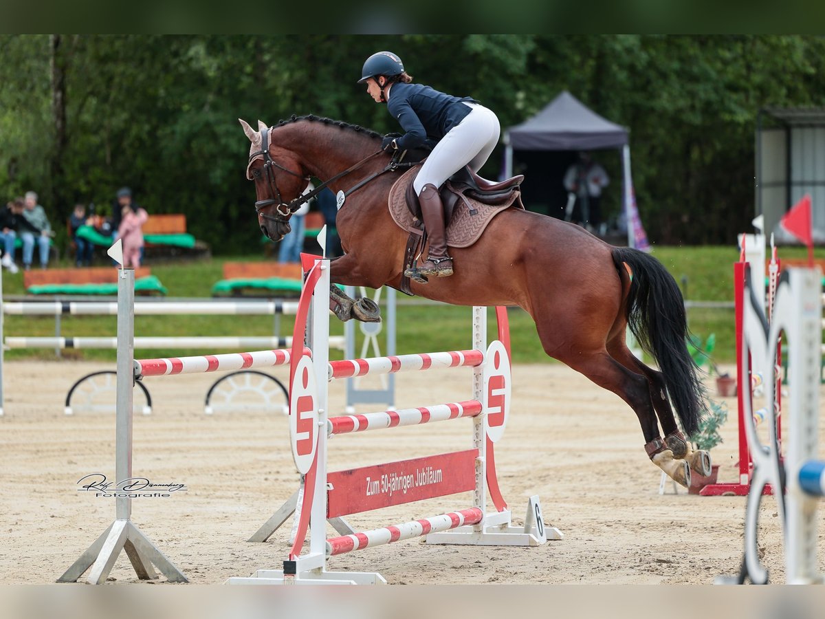 KWPN Gelding 10 years 16,2 hh Bay-Dark in Gie&#xDF;en