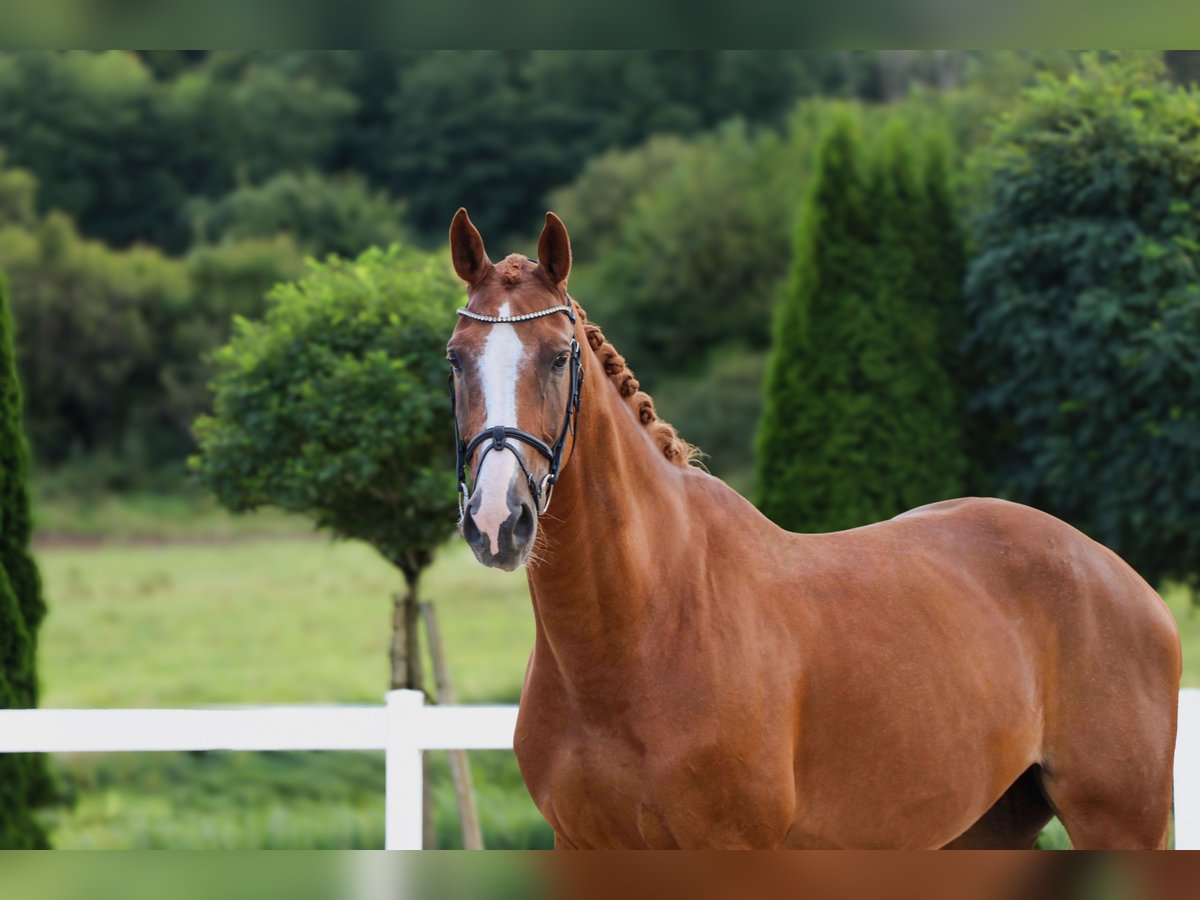 KWPN Gelding 10 years 16,2 hh Chestnut-Red in Schw&#xE4;bisch Hall