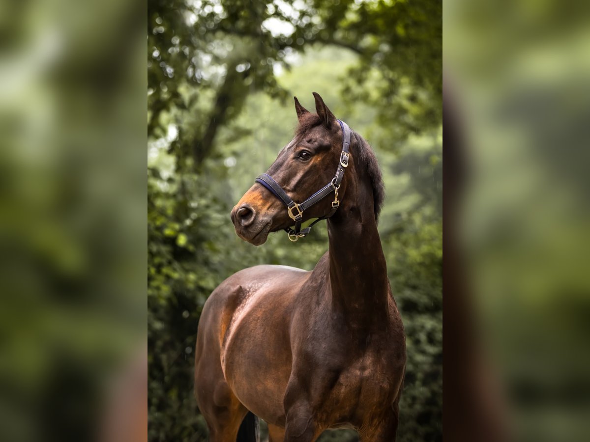 KWPN Gelding 10 years 16,2 hh in Delft