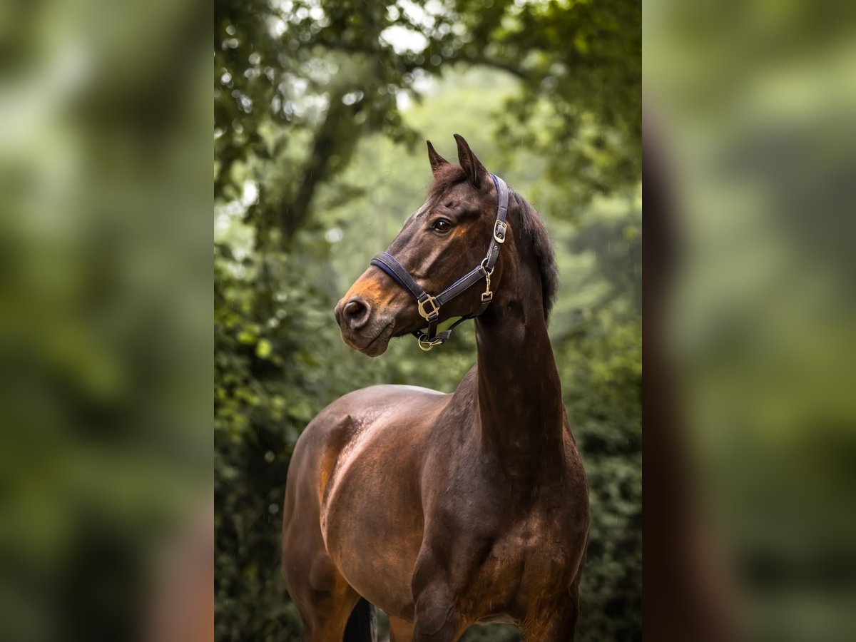 KWPN Gelding 10 years 16,2 hh Smoky-Black in Delft
