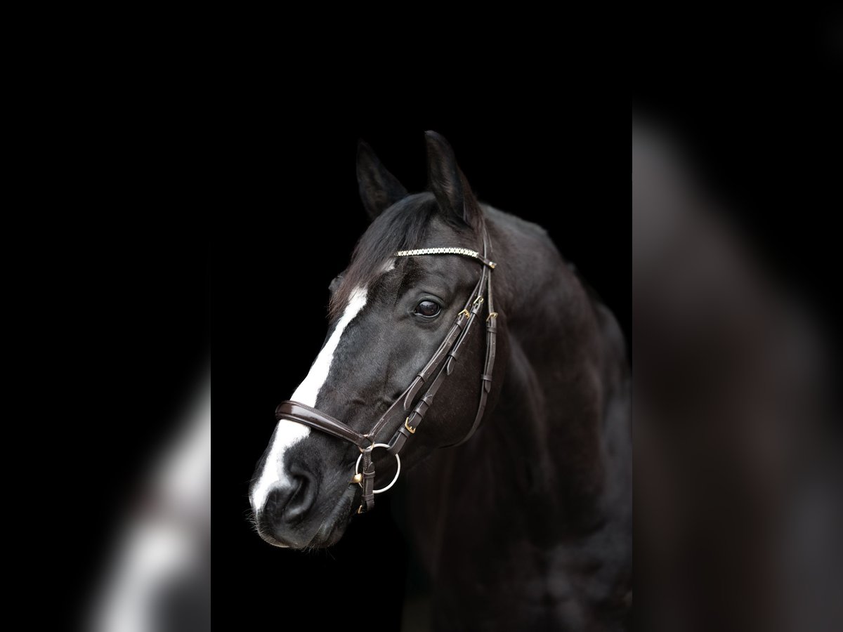 KWPN Gelding 10 years 16,3 hh Black in Lechbruck