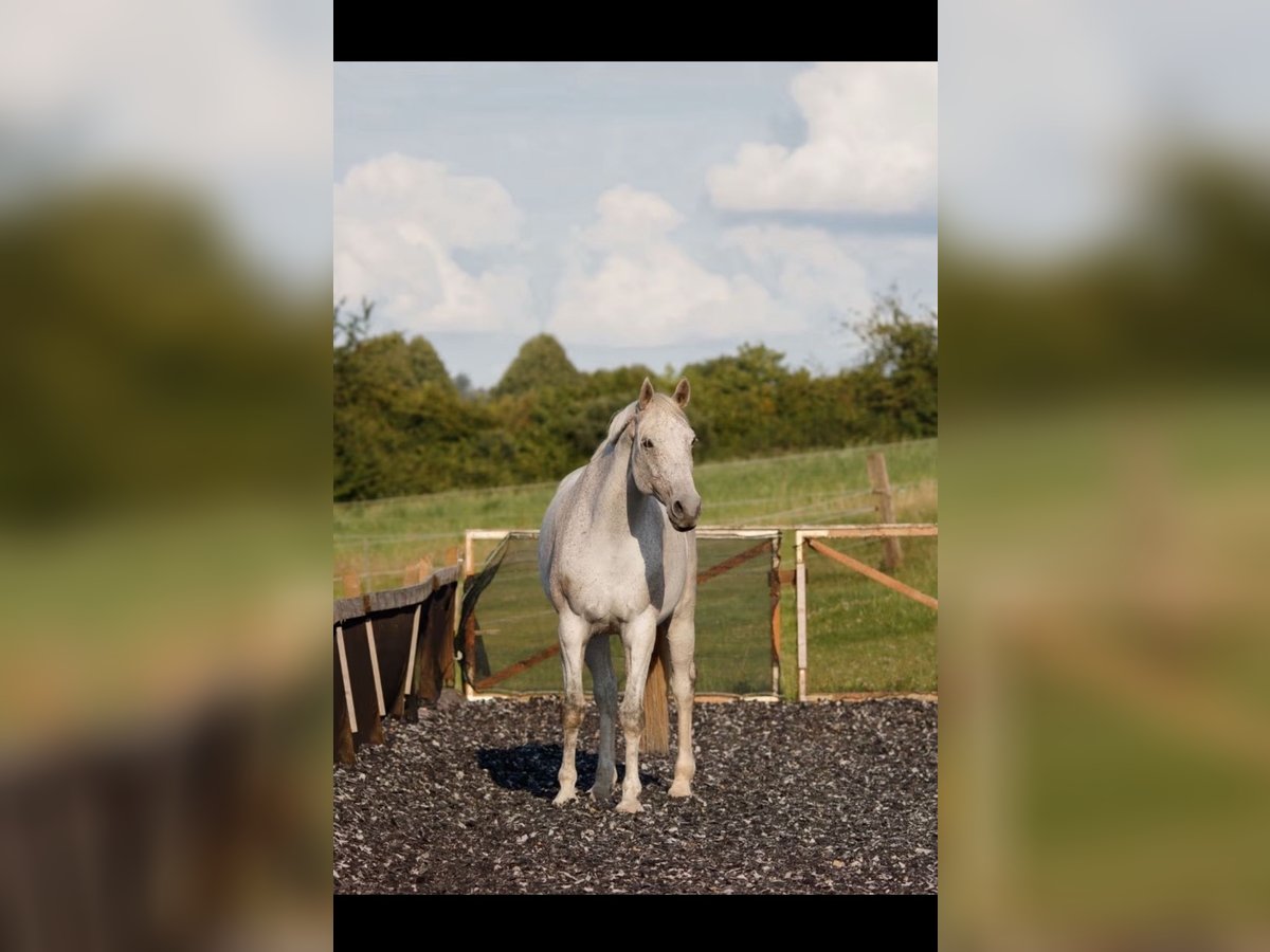 KWPN Gelding 10 years 17,1 hh Gray-Fleabitten in Extertal