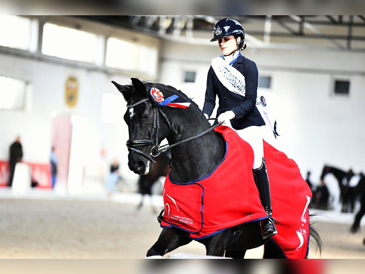 KWPN Gelding 10 years 17,1 hh Black in Solec
