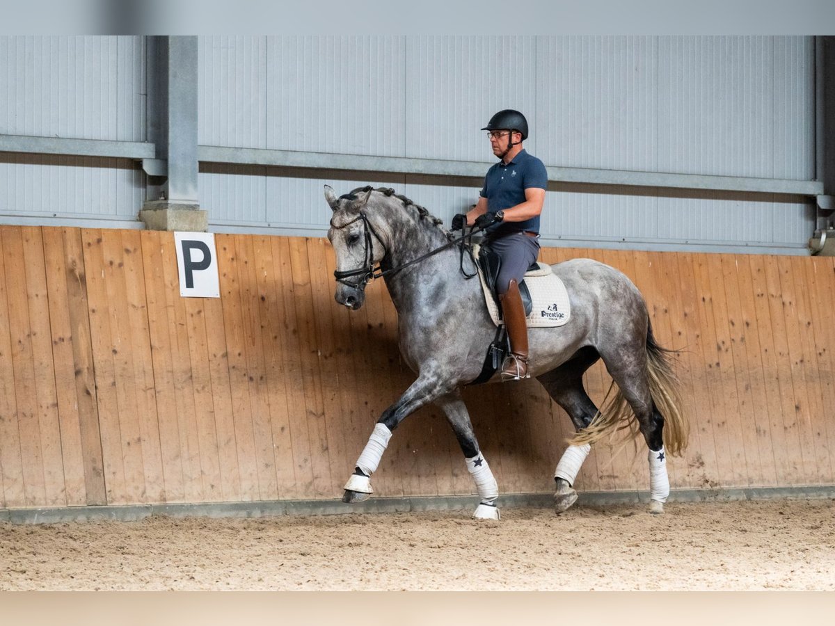 KWPN Gelding 10 years 17,1 hh Gray in Ziemi&#x119;cice