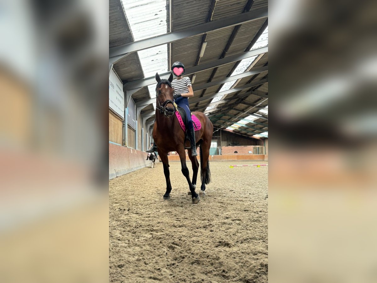 KWPN Gelding 11 years 14,2 hh in Hoogkarspel