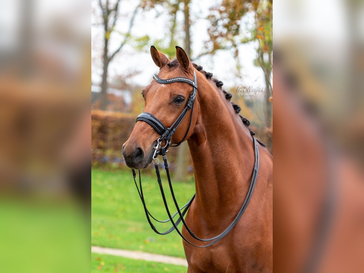 KWPN Gelding 11 years 16,1 hh Brown in Kessel