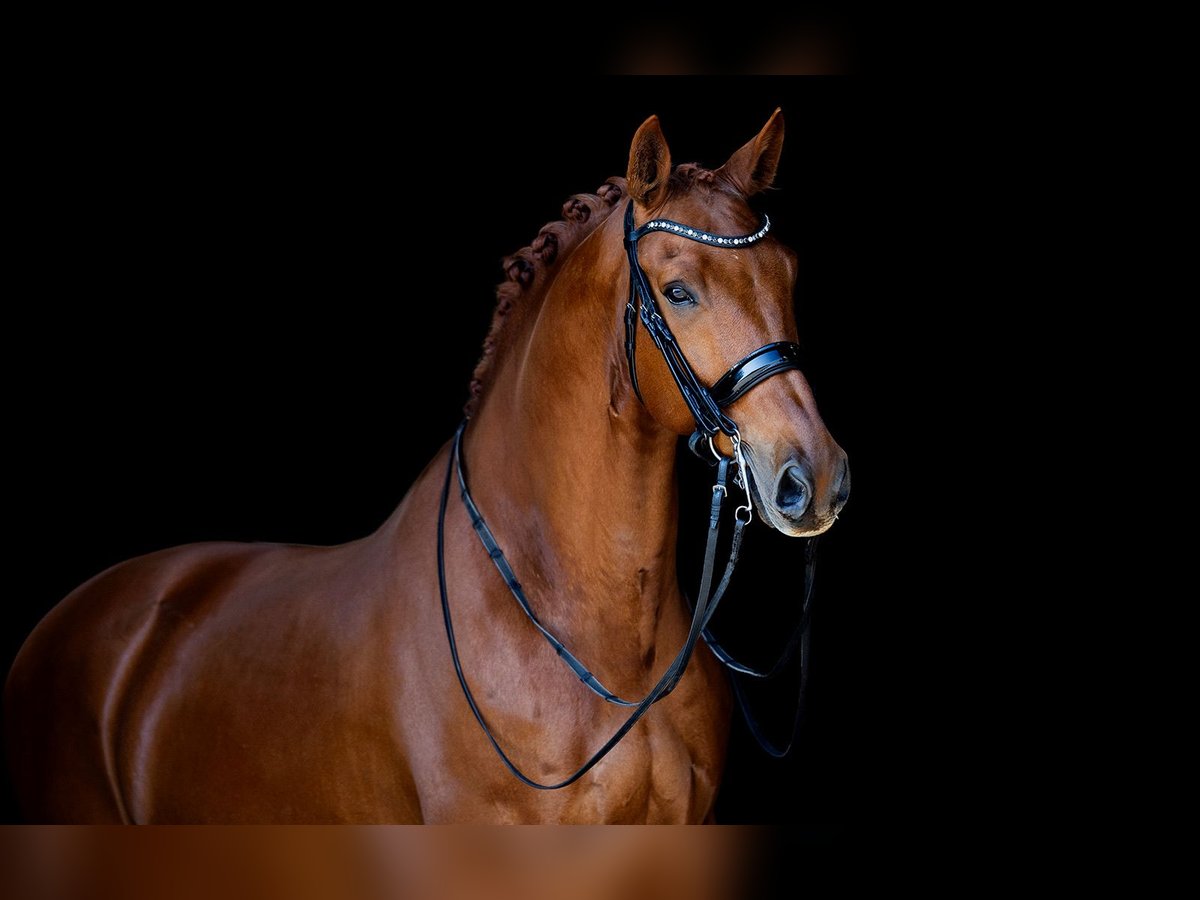 KWPN Gelding 11 years 16,3 hh Chestnut-Red in Kwadijk