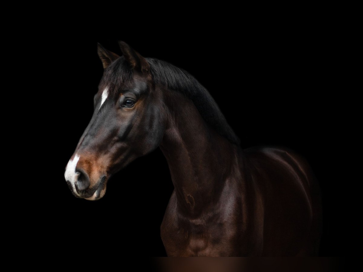KWPN Gelding 11 years 16,2 hh Brown in G&#xFC;nzburg