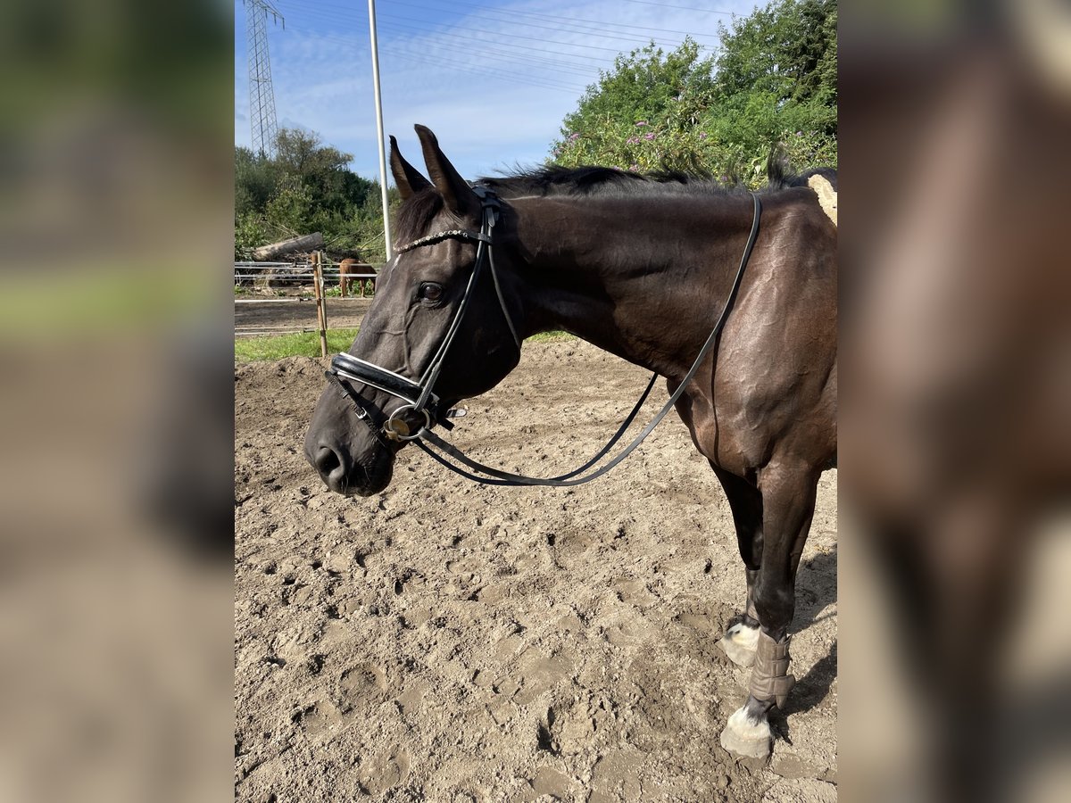 KWPN Gelding 11 years 17 hh Black in Oberhausen