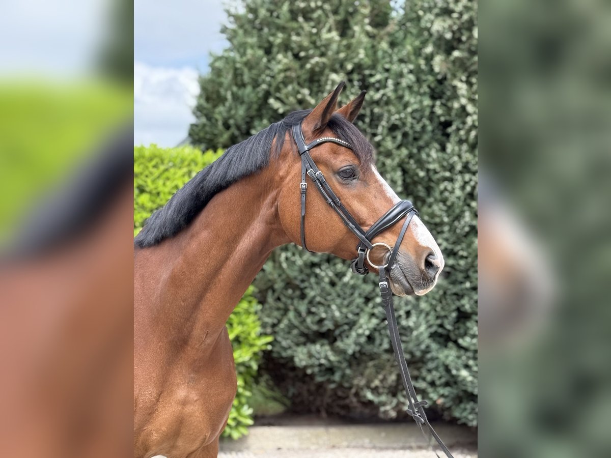 KWPN Gelding 11 years 17 hh Brown in Oud Gastel