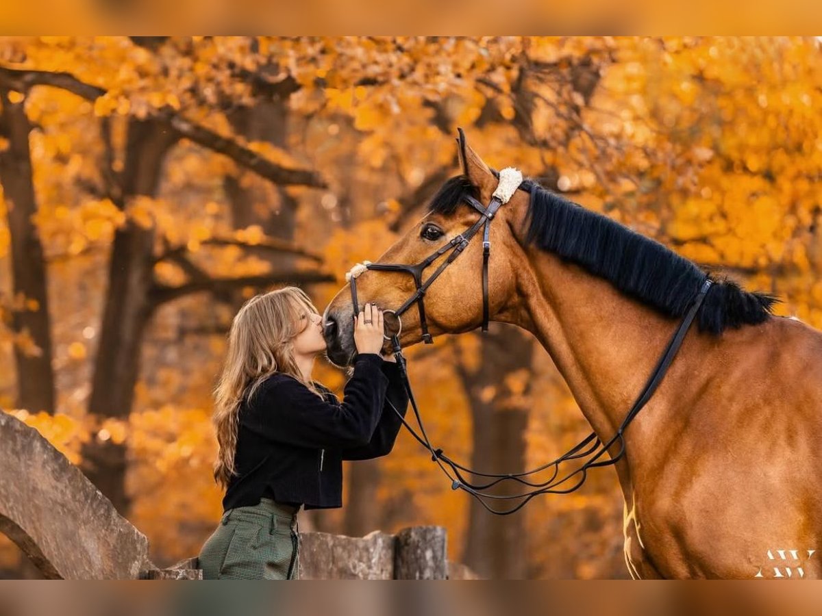 KWPN Gelding 11 years 17,1 hh Bay in Kale&#x144;-towarzystwo, Warsaw