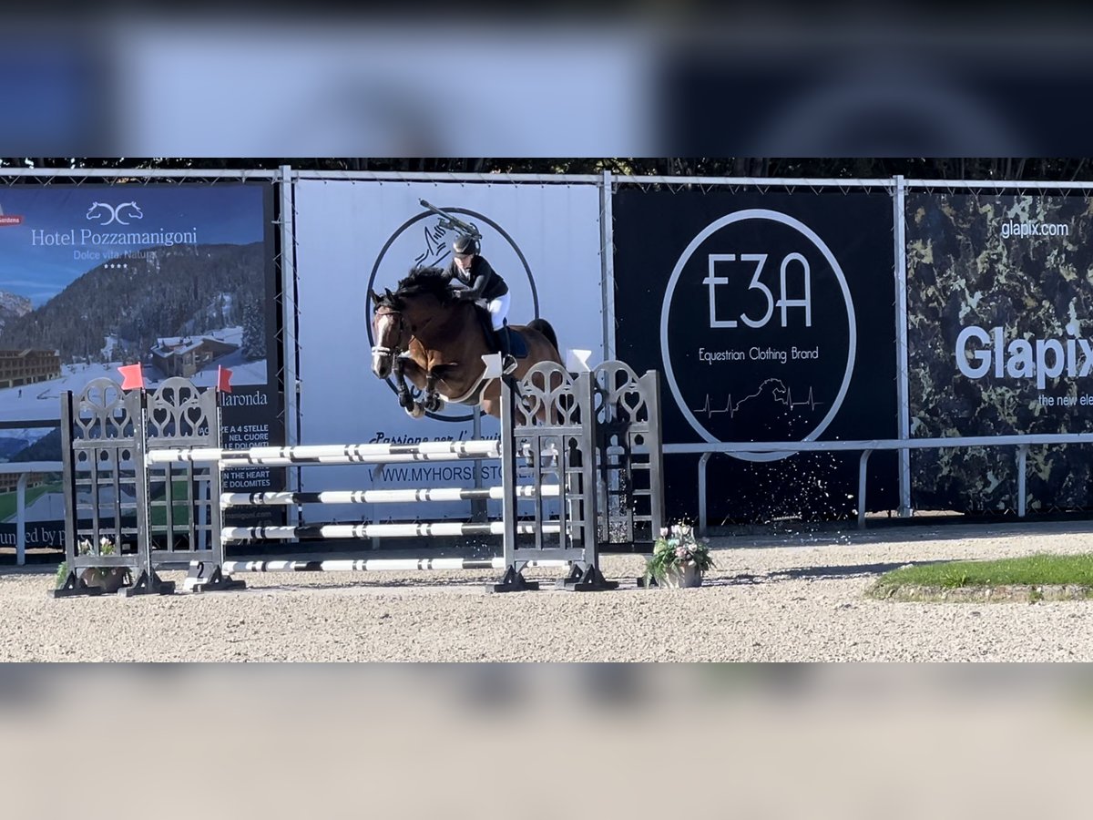 KWPN Gelding 11 years 17,2 hh Bay in Wallisellen