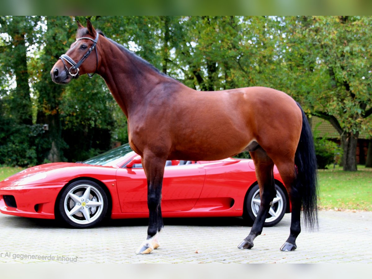 KWPN Gelding 12 years 16,2 hh Brown in Emsbüren