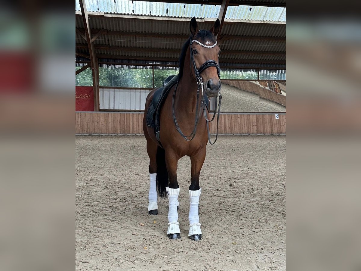 KWPN Gelding 12 years 16,2 hh Brown in Guxhagen