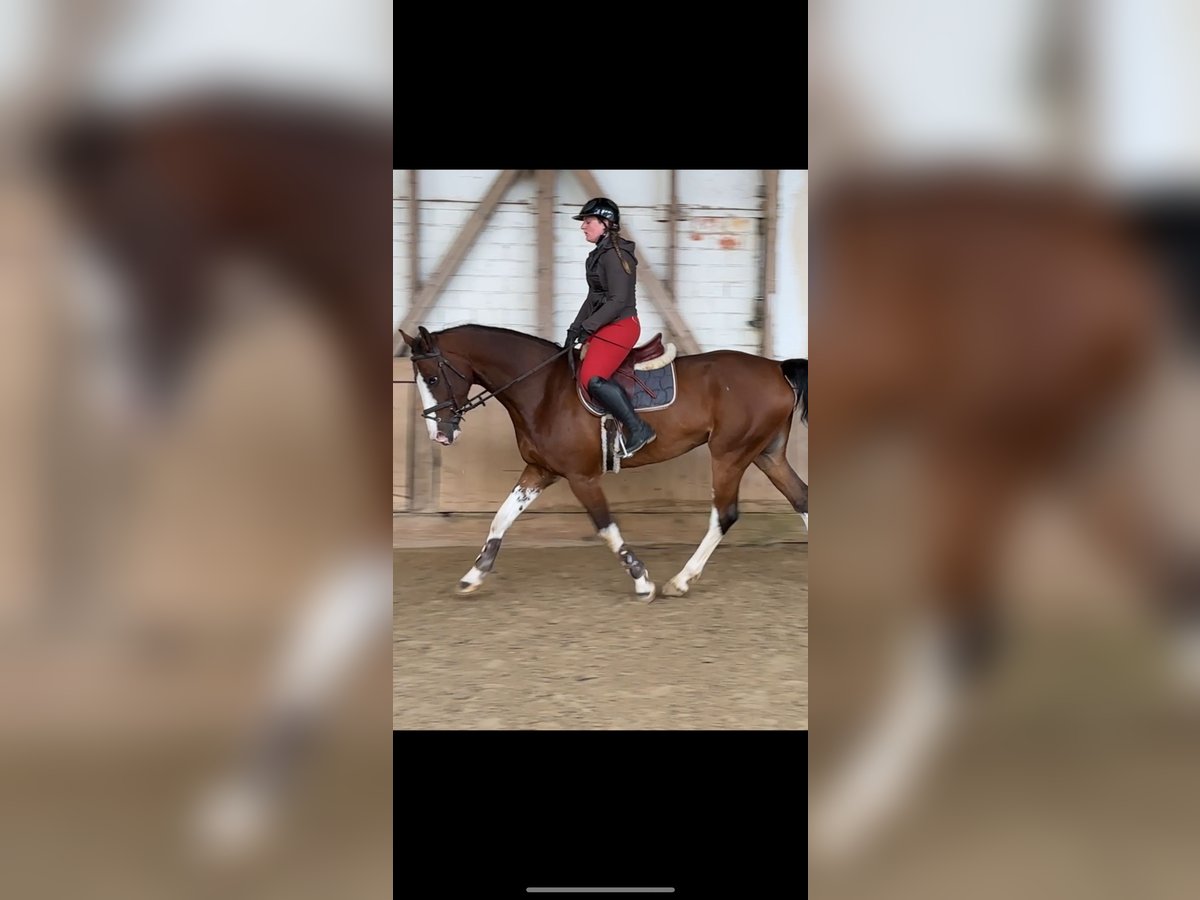 KWPN Gelding 12 years 16,2 hh Brown in Bad Kreuznach