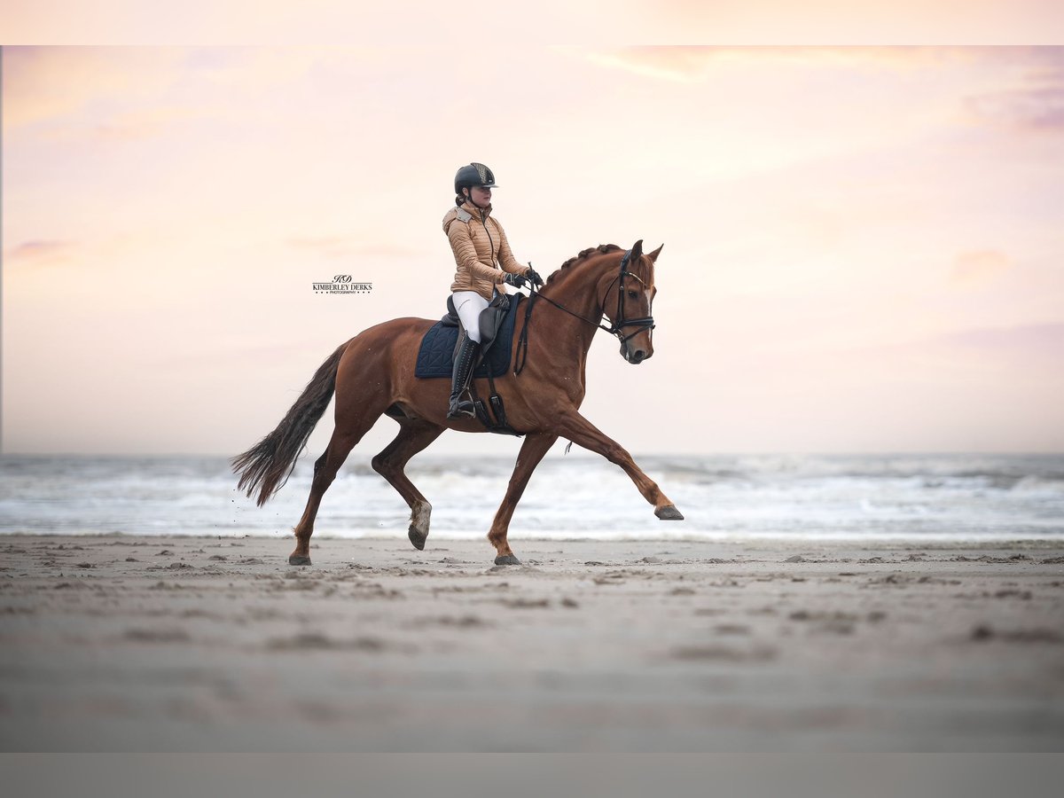 KWPN Gelding 12 years 16,2 hh Chestnut-Red in HEUVELLAND