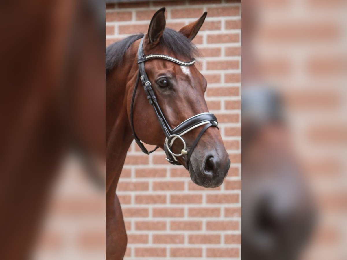 KWPN Gelding 12 years 16,2 hh Bay-Dark in Enschede